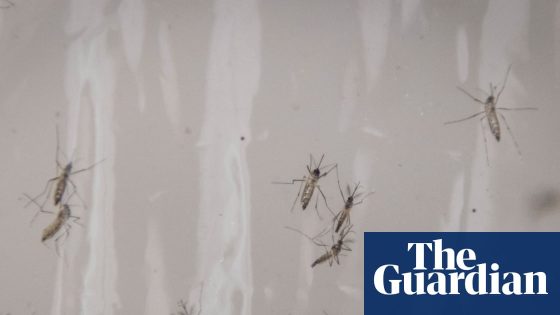 Image credit: Debugging: Google requests permission to release 32m mosquitoes in California and Florida | Google | The Guardian / https://www.theguardian.com/profile/sanya-mansoor