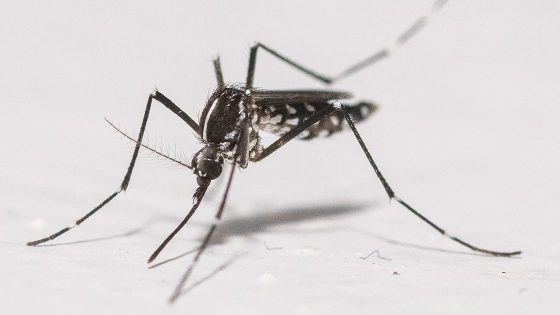 Image credit: Google aims to release 64 million “goodu201d mosquitoes in California and Florida | FOX 13 Seattle